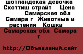 шотландская девочка (Скоттиш-страйт) › Цена ­ 4 000 - Самарская обл., Самара г. Животные и растения » Кошки   . Самарская обл.,Самара г.